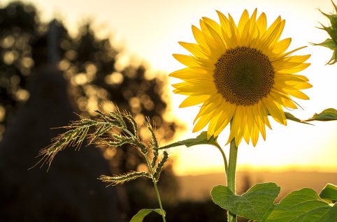 sunflower during sunset